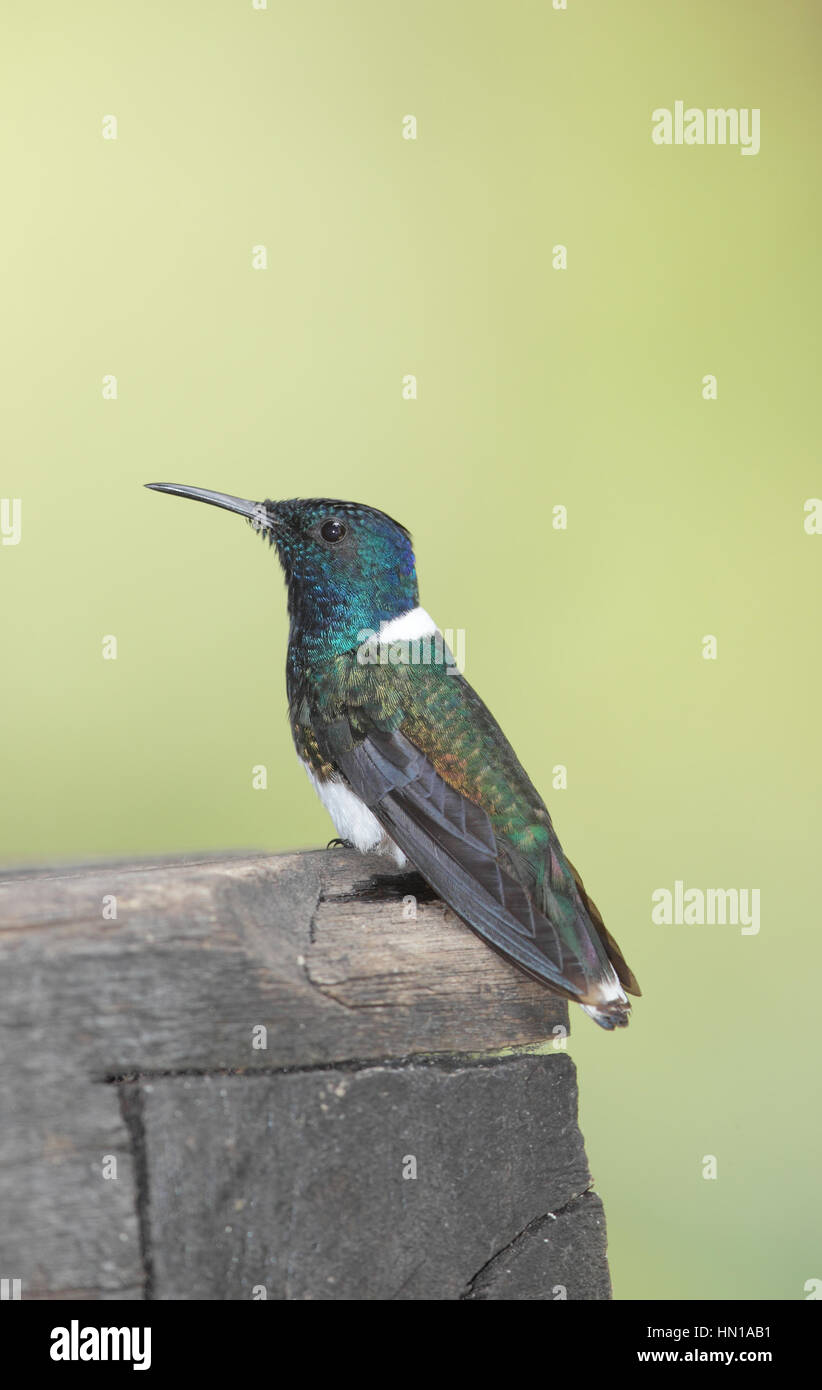 White-necked Jacobin (Florisuga mellivora) - a black, white, blue and green hummingbird from the Choco cloud forest of Pichincha, north-west Ecuador Stock Photo