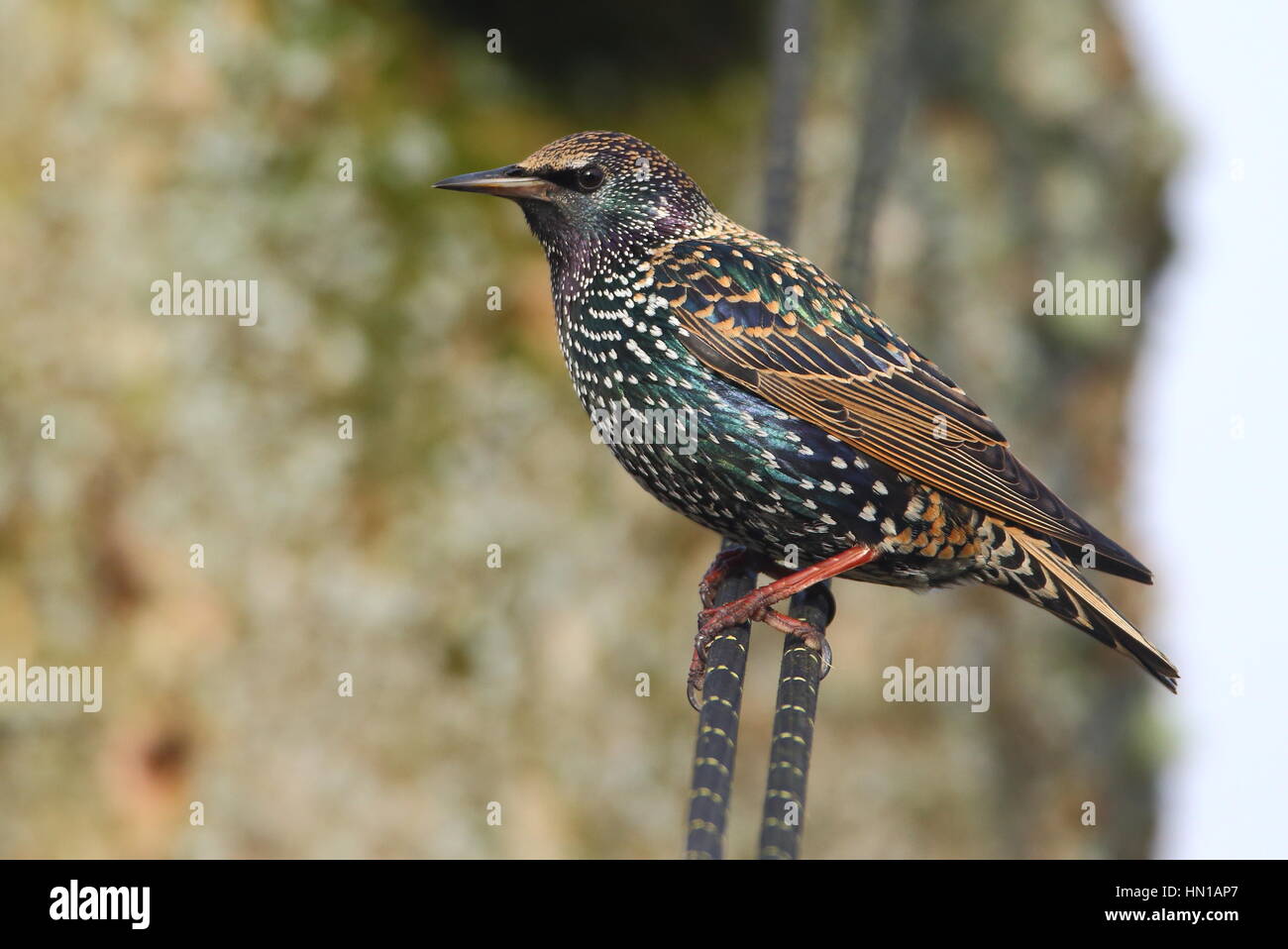 Adult winter Starling starting to get its sheen Stock Photo