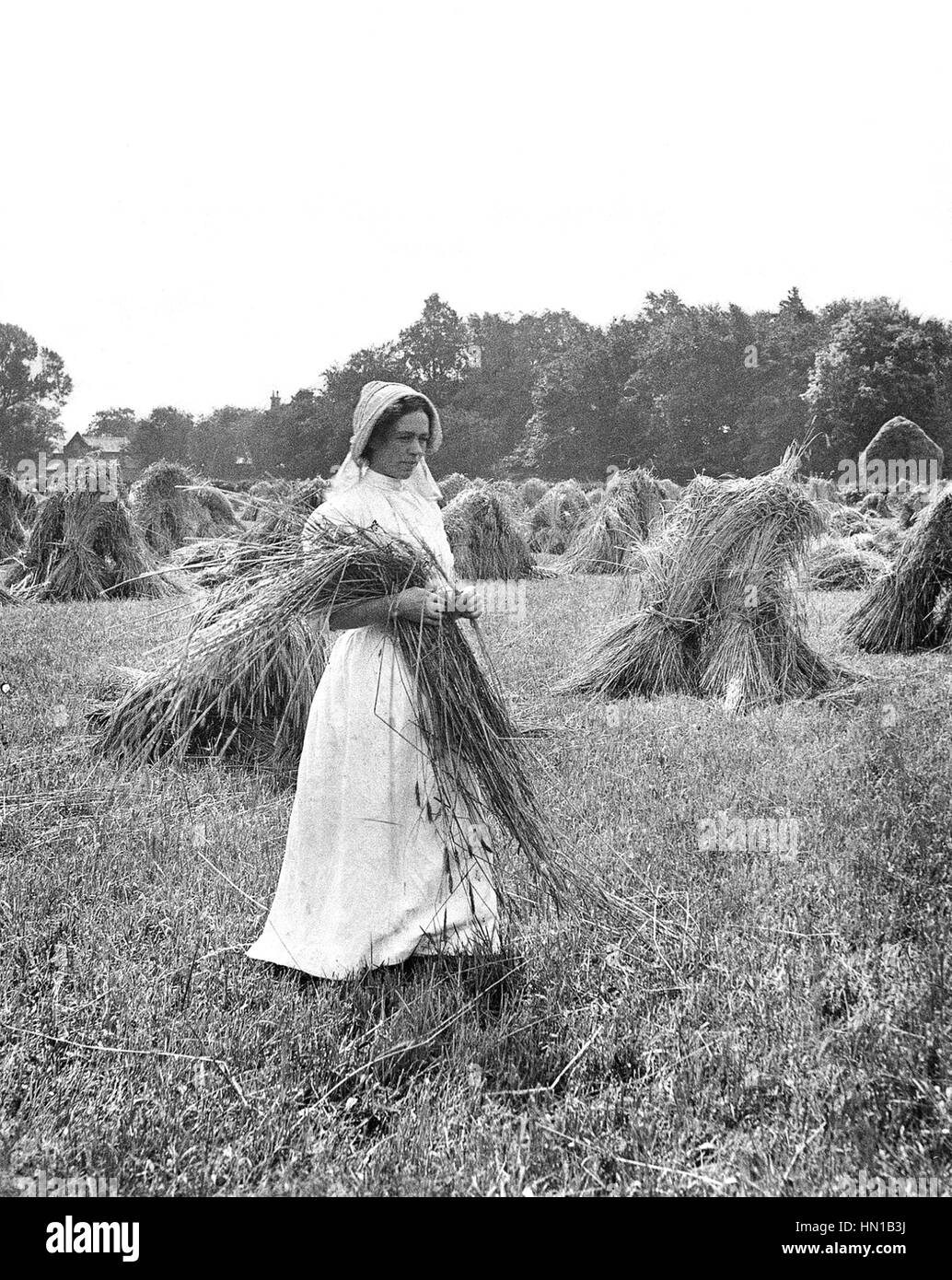 Edwardian period country farm girl making hay 1900s Stock Photo