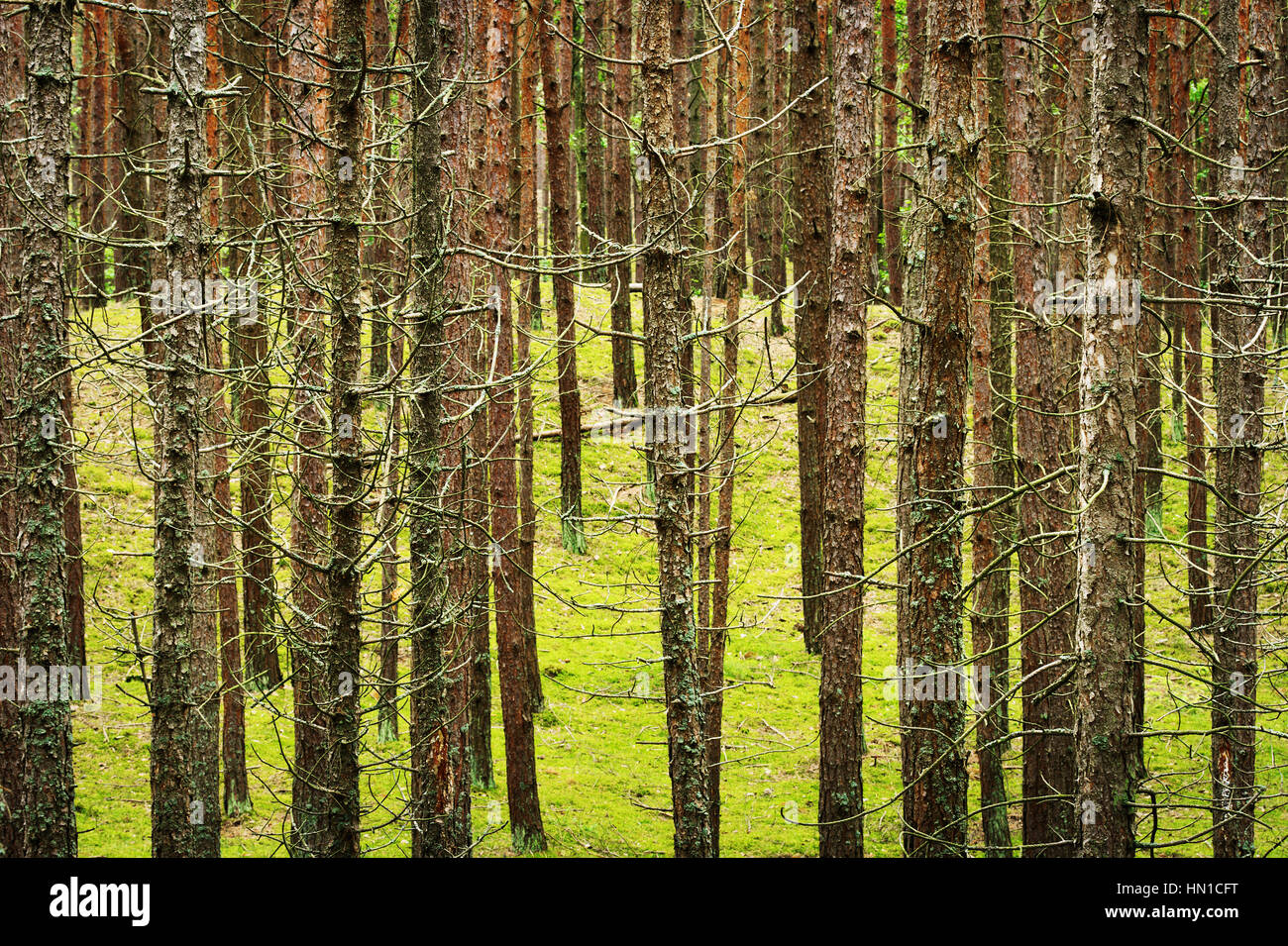 Trunks of the Scots or Scotch pine (Pinus sylvestris) trees growing in young evergreen coniferous forest. Pomerania, Poland. Stock Photo