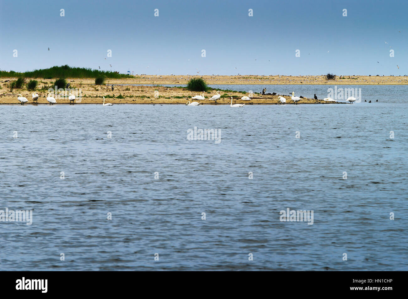 Bird island. White mute swans Cygnus olor  and cormorants on the beach. Baltic sea, Pomerania Poland. Stock Photo