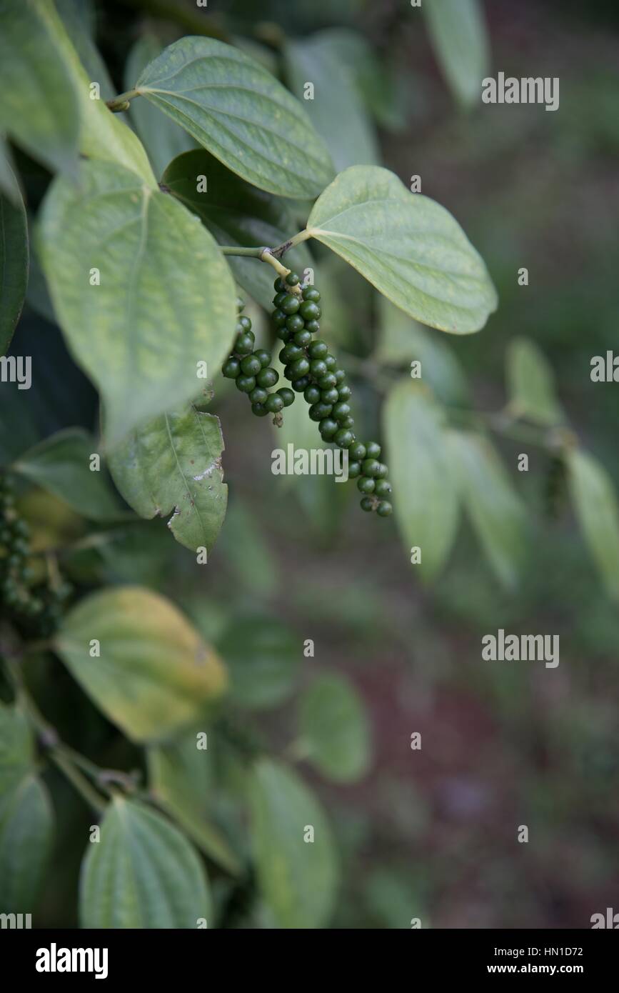 Locally grown Kampot pepper, Cambodia Stock Photo