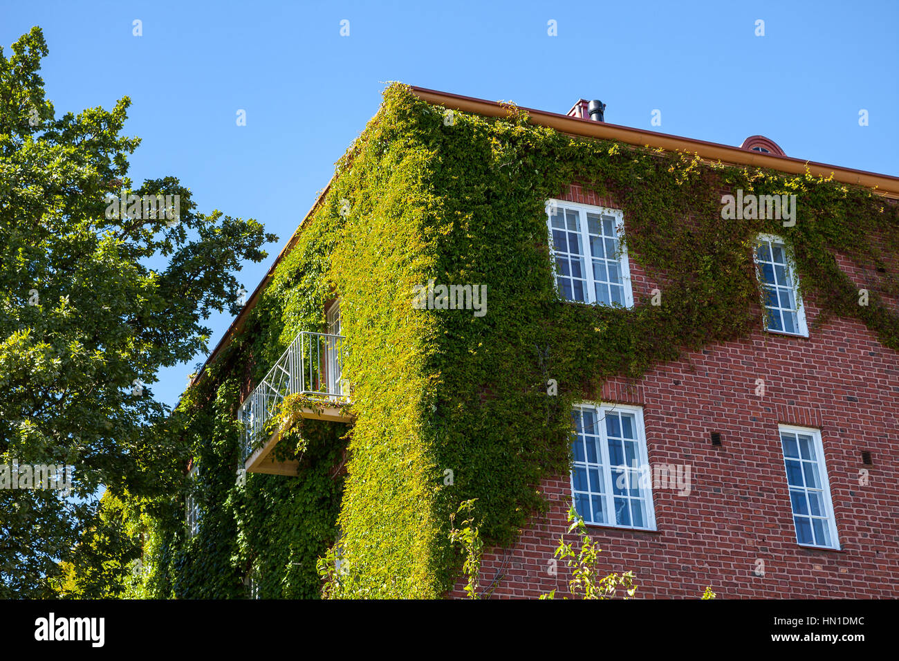 Ivy greenery on the corner of a brick wall, building in Helsinki, Finland Stock Photo