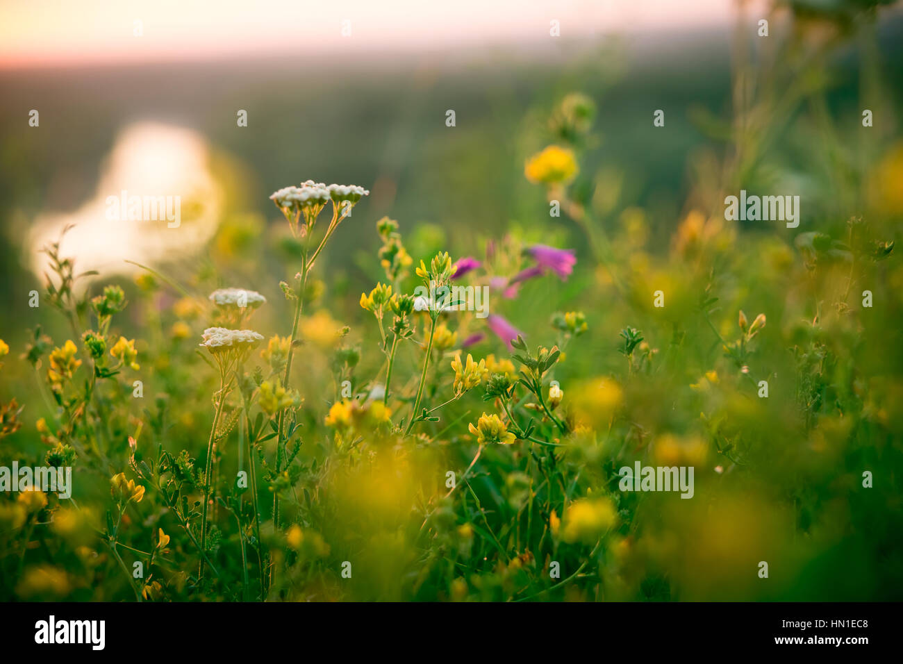Soft focus flower hi-res stock photography and images - Alamy