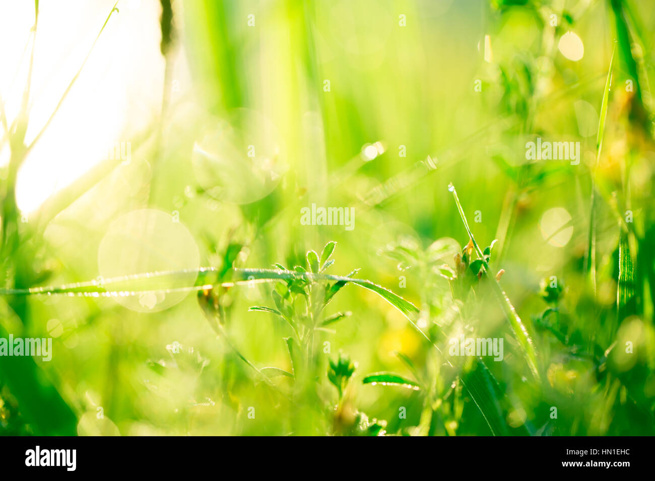 Morning landscape sunrise in the meadow, on the grass and flowers of ...