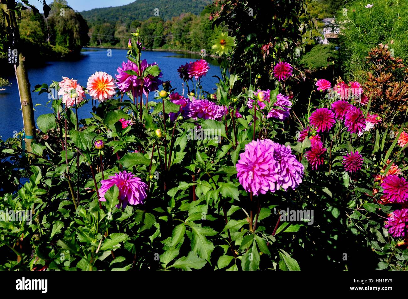 Shelbune Falls, Massachusetts - September 15, 2014: Colourful Dahlias ...