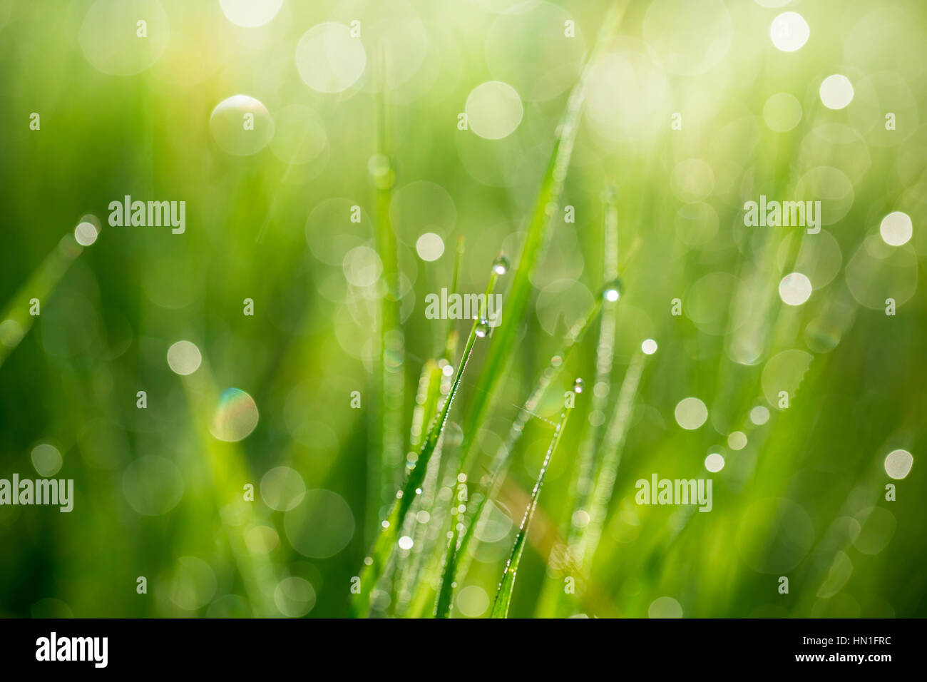 Fresh green grass with water drops on the background of sunlight beams ...