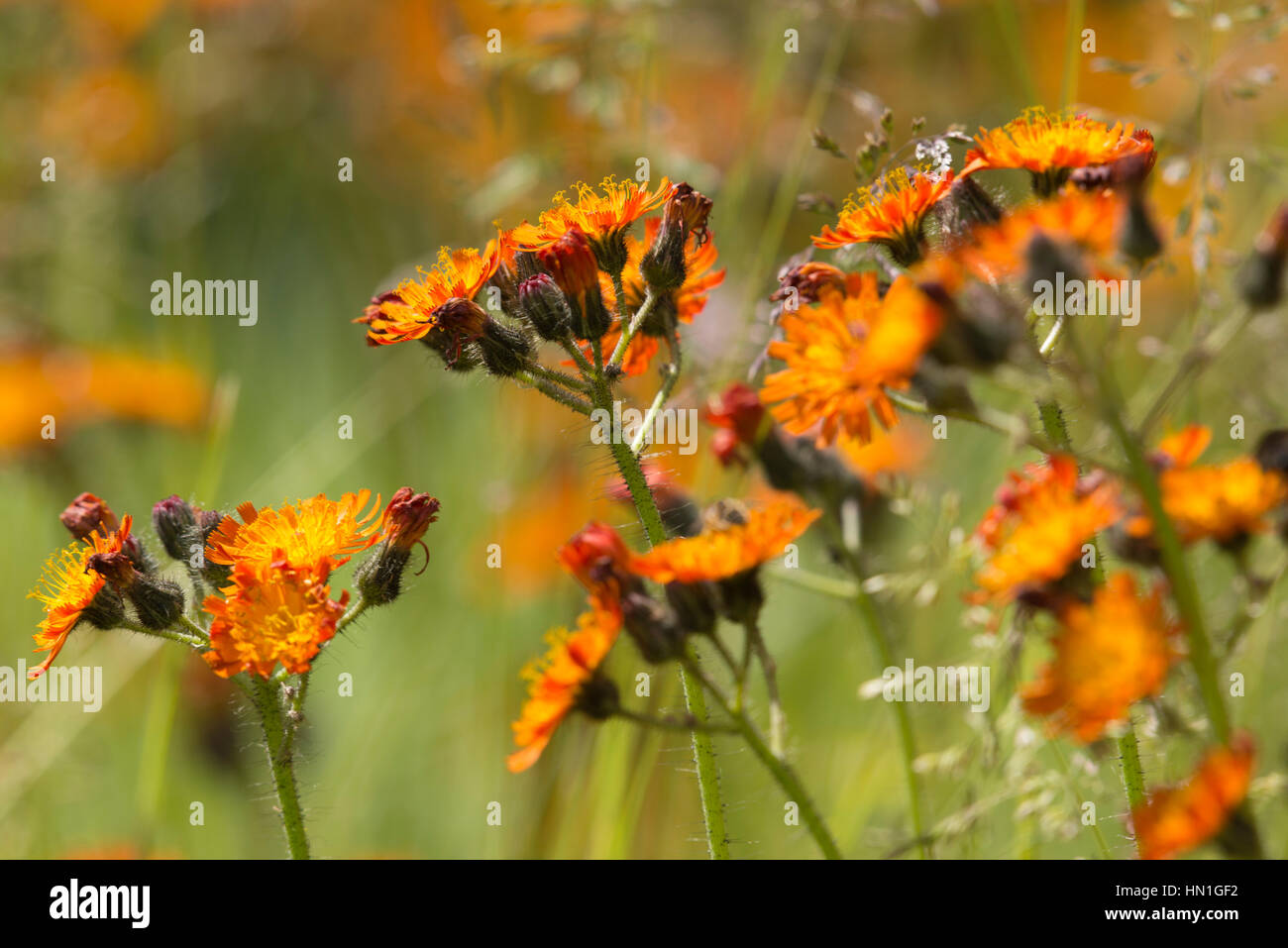 Wild flower 'Fox and Cubs' (Orange Hawkweed) Stock Photo