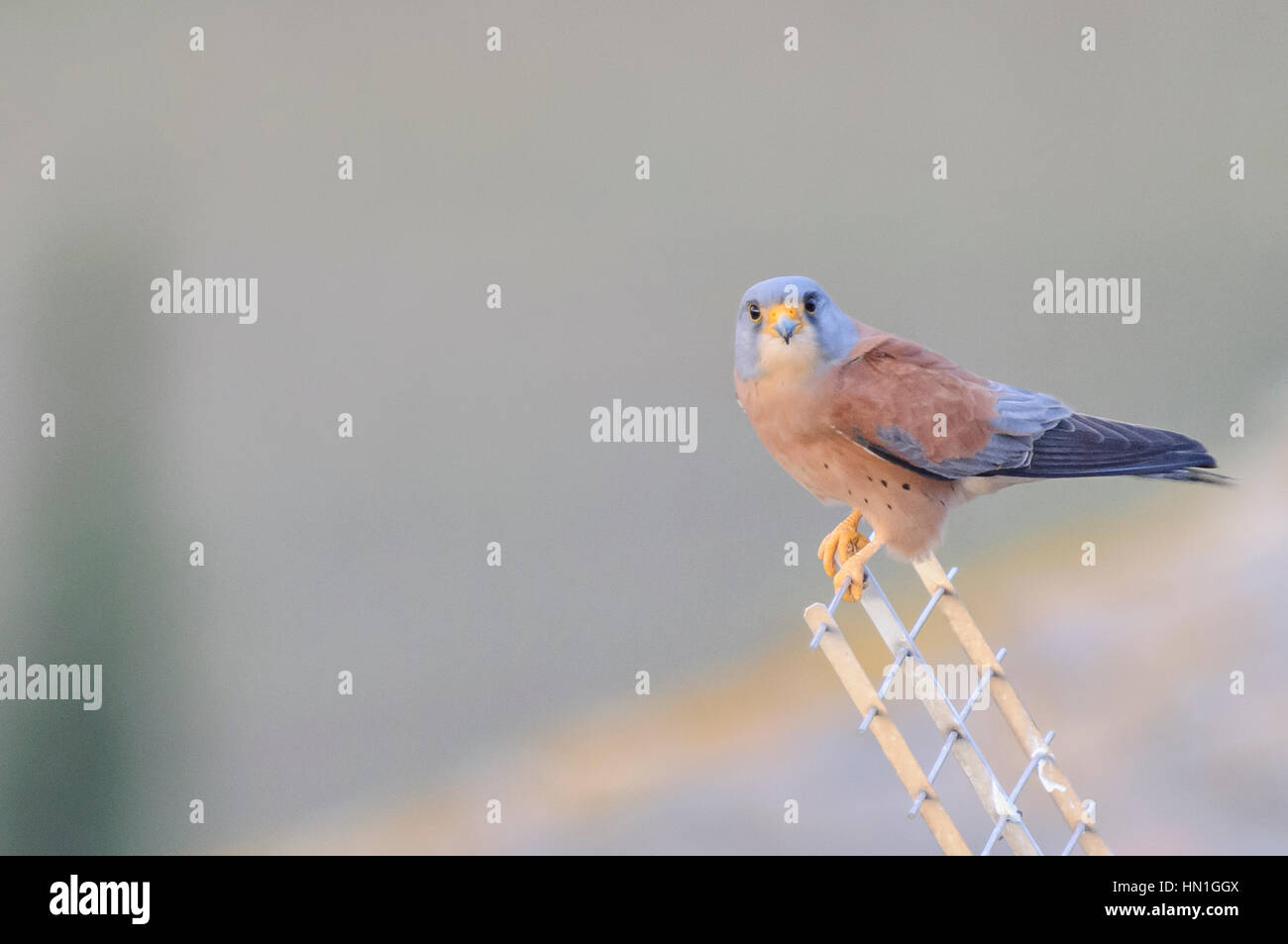 A Lesser Kestrel sitting on a TV antena in the languedoc ,France. Stock Photo