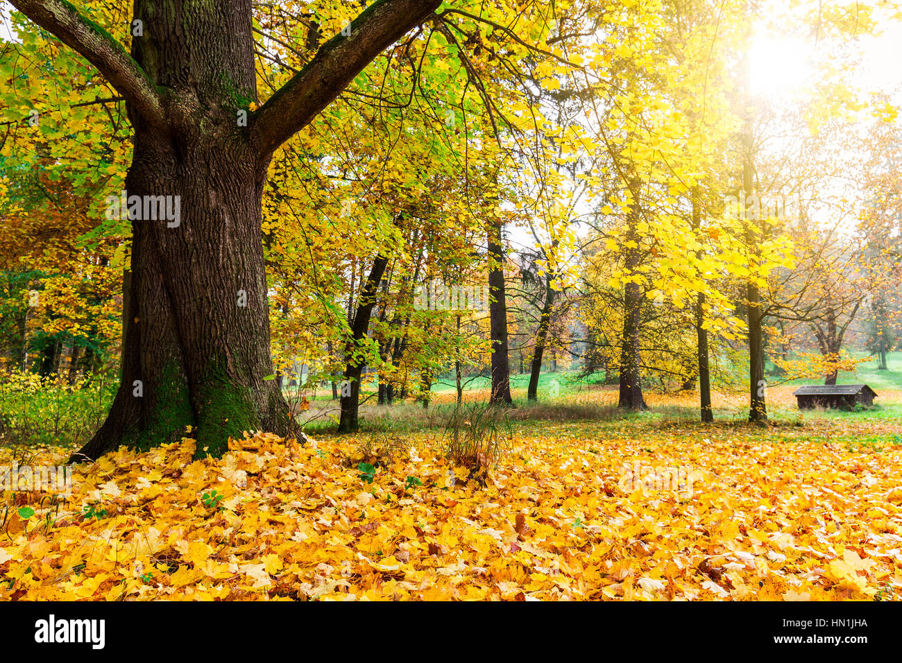 Park autumn with sun rays in late autumn forest Stock Photo