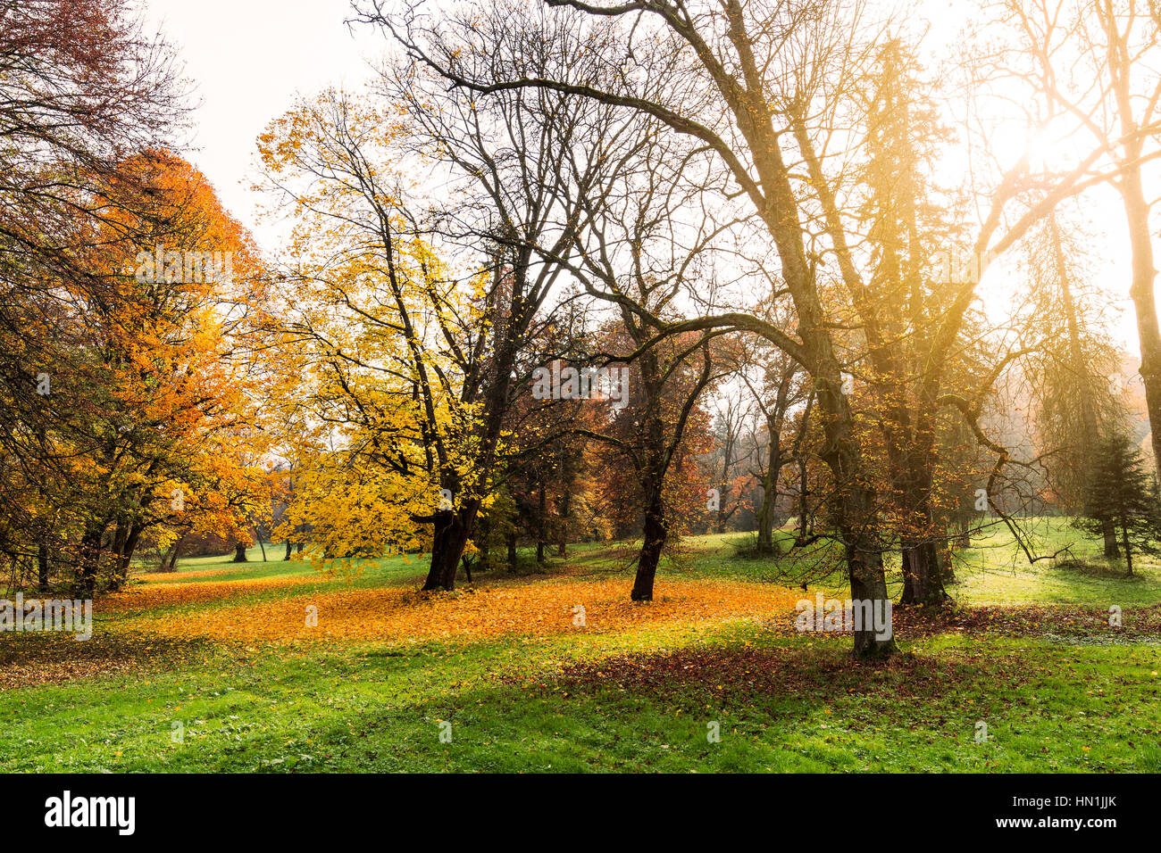 Park autumn with sun rays in late autumn forest Stock Photo - Alamy
