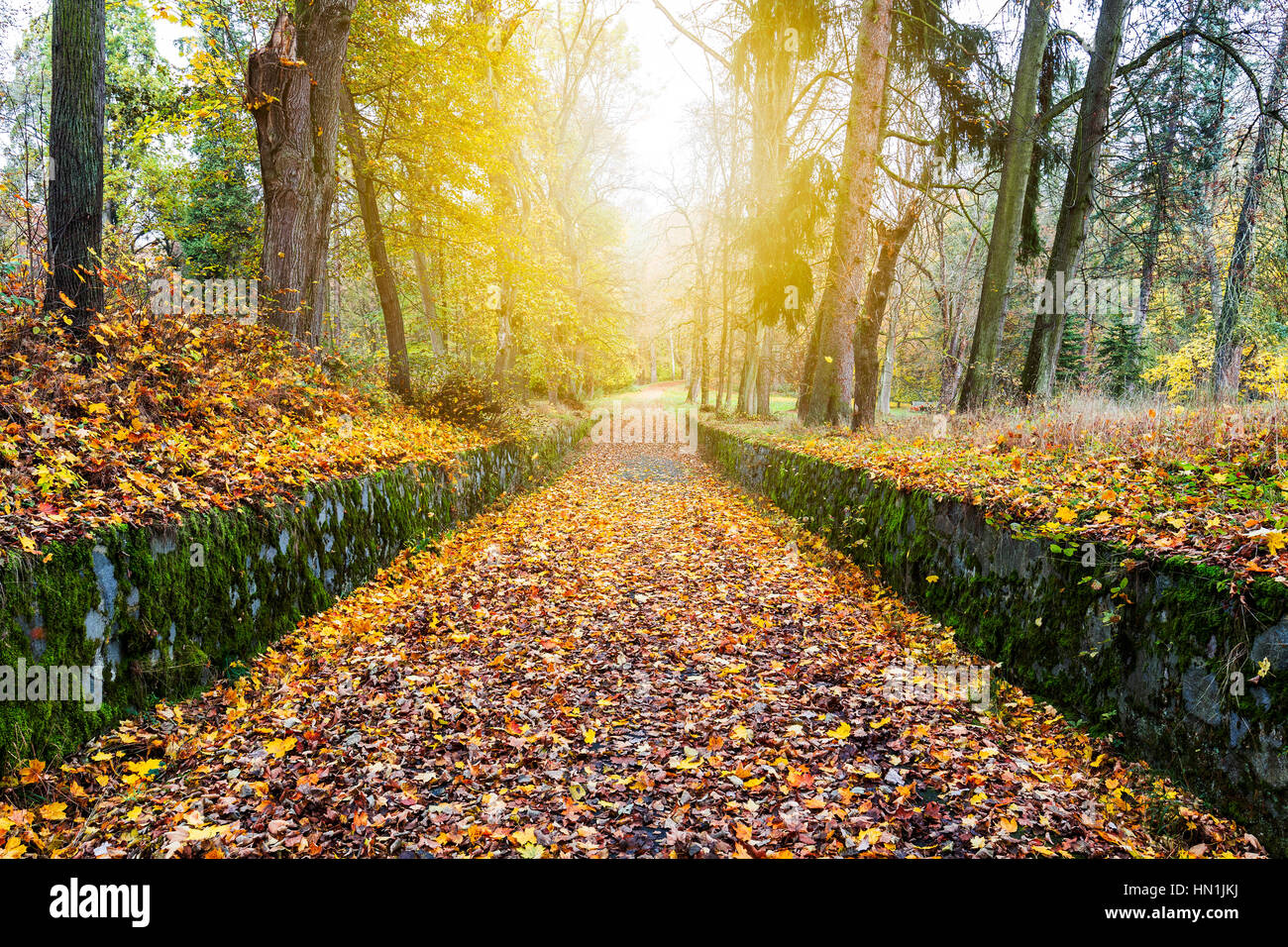 Pathway through the autumn forest with sunbeams Stock Photo
