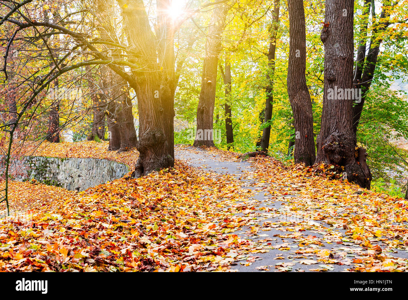 Pathway through the autumn forest with sunbeams Stock Photo