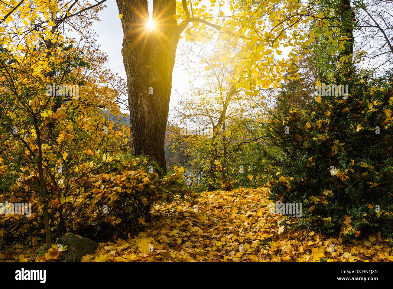 The sun and the sun in autumn hi-res stock photography and images - Alamy