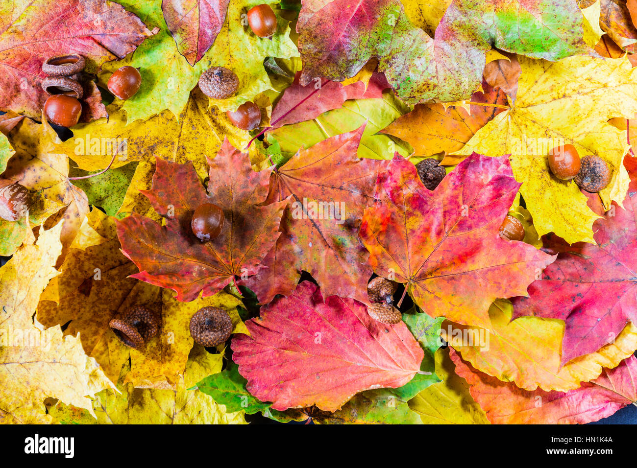 autumn leaves, leaves, color leaves, autumn, Leaves in the grass, autumn leaves in the grass, autumn leaves falling Stock Photo