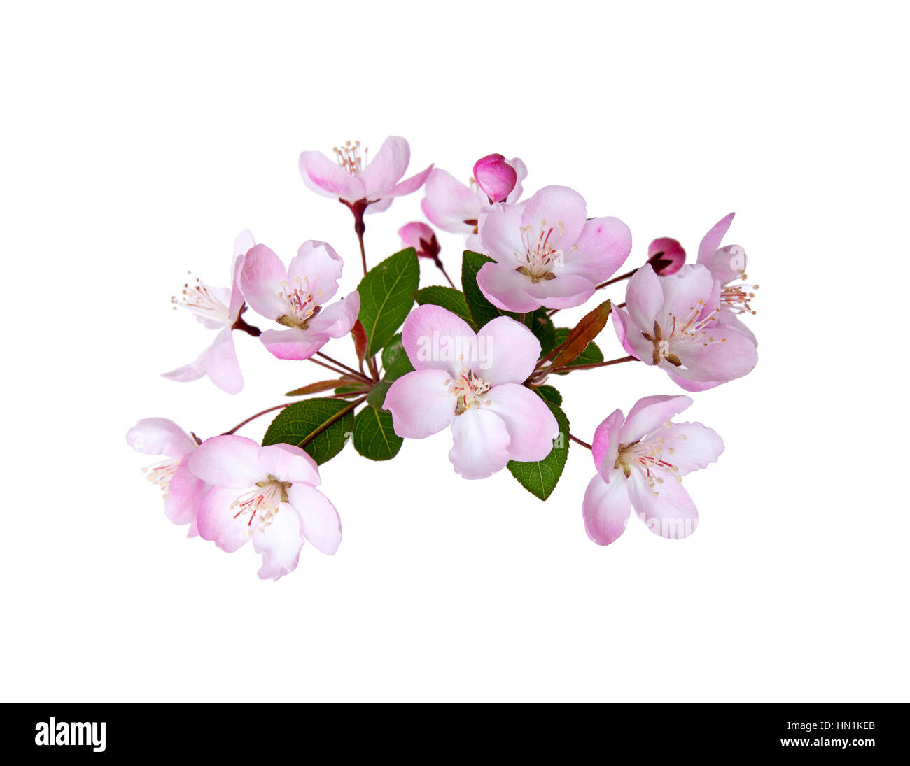Blooming peach blossom in spring isolated on white background Stock ...