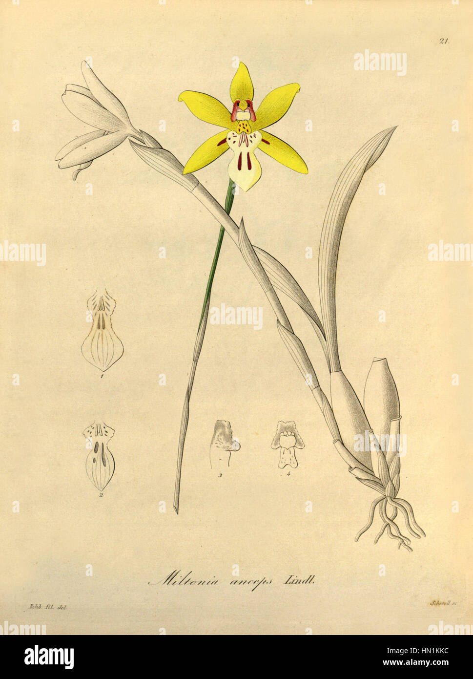Miltonia flava (as Miltonia anceps) - Xenia vol 1 pl 21 (1858) Stock Photo