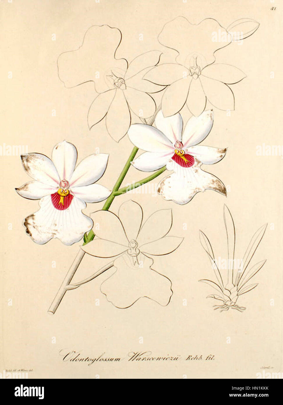 Miltoniopsis warszewiczii (as Odontoglossum warszewiczii) - Xenia vol 1 pl 81 (1858) Stock Photo