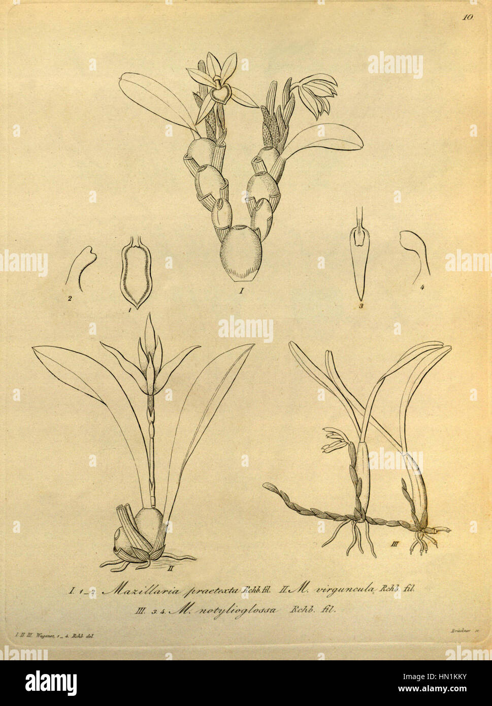 Maxillaria praetexta - Maxillaria virguncula - Maxillaria notylioglossa - Xenia 1 pl. 10 (1858) Stock Photo