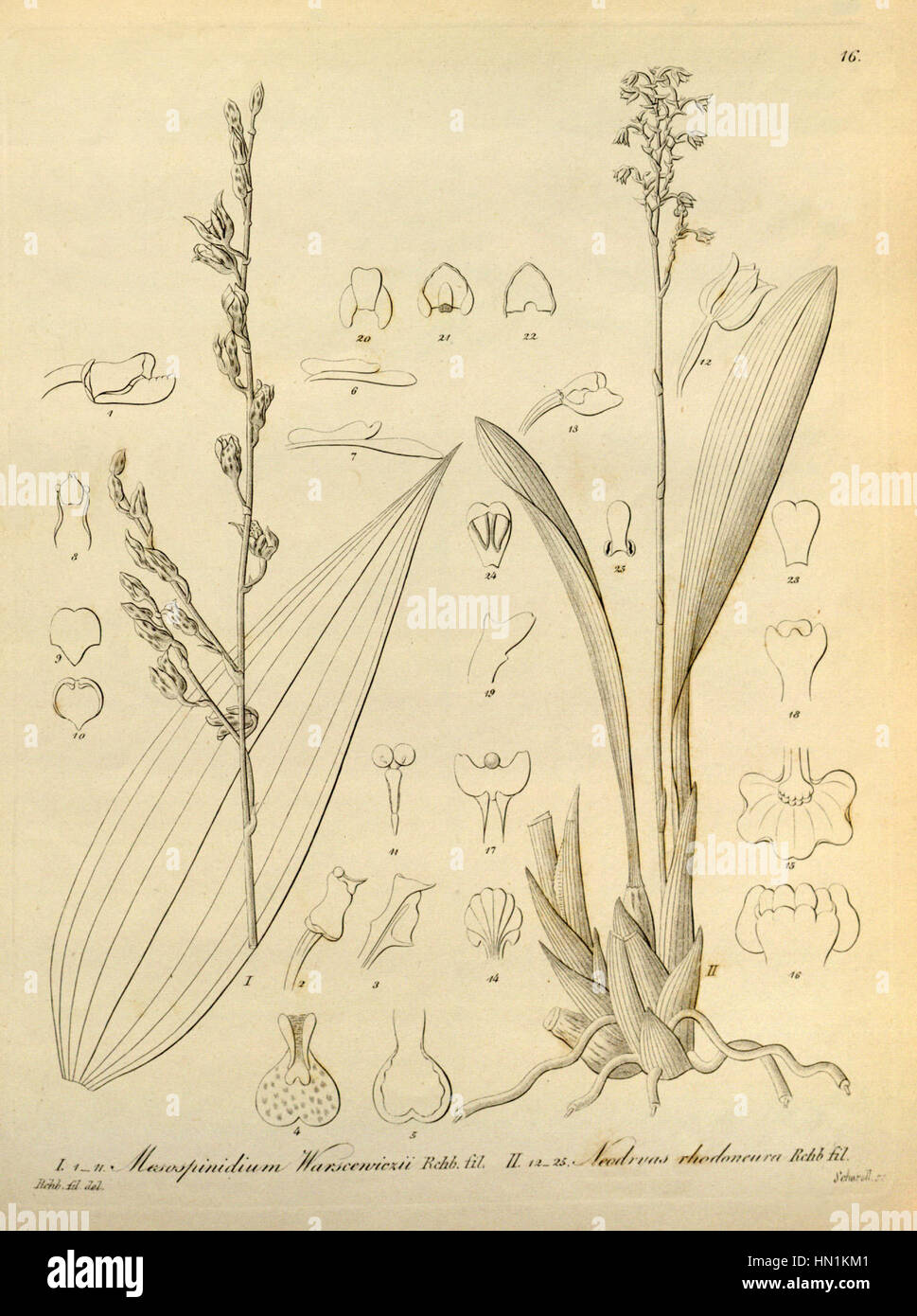 Mesospinidium warscewiczii and Cyrtochilum rhodoneurum (as Neodryas rhodoneura) - Xenia vol 1 pl 16 (1858) Stock Photo