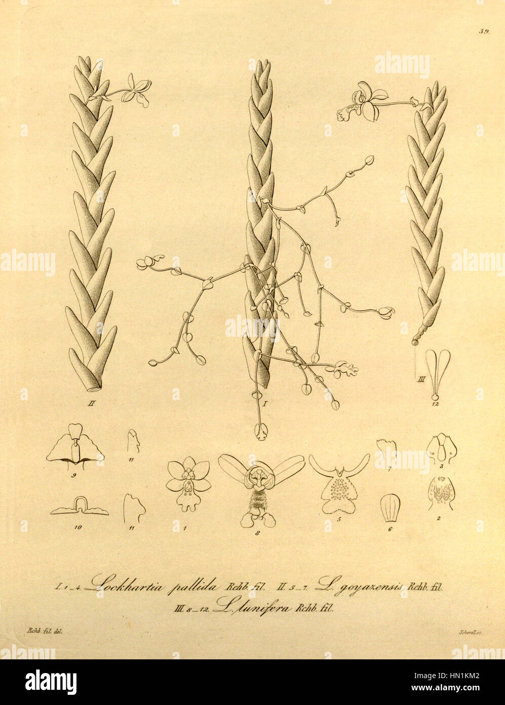 Lockhartia acuta (as Lockhartia pallida) - Lockhartia goyazensis - Lockhartia lunifera - Xenia vol 1 pl 39 (1858) Stock Photo