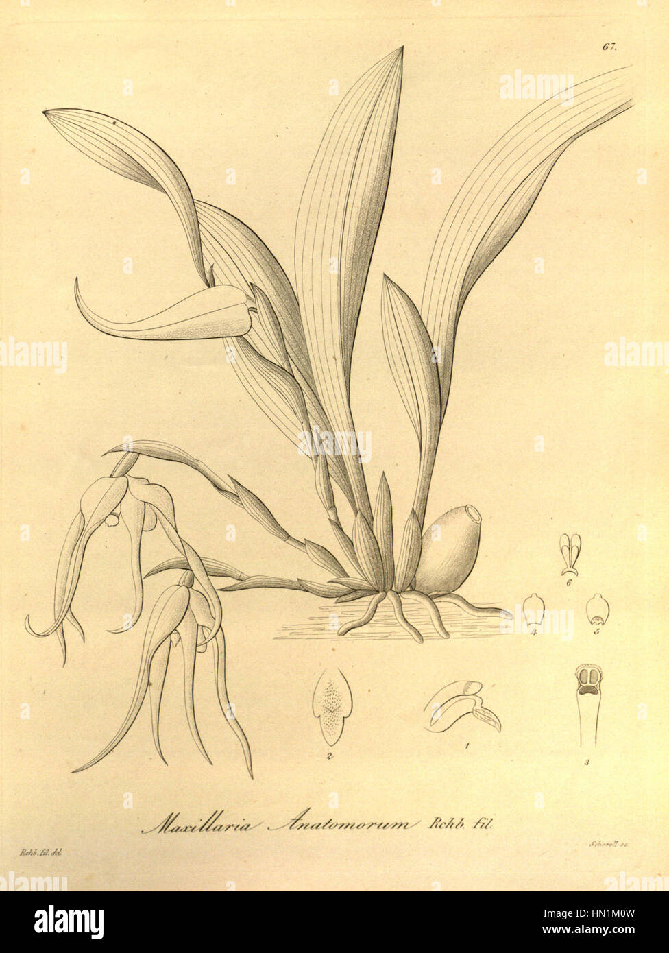 Maxillaria anatomorum - Xenia vol 1 pl 67 (1858) Stock Photo