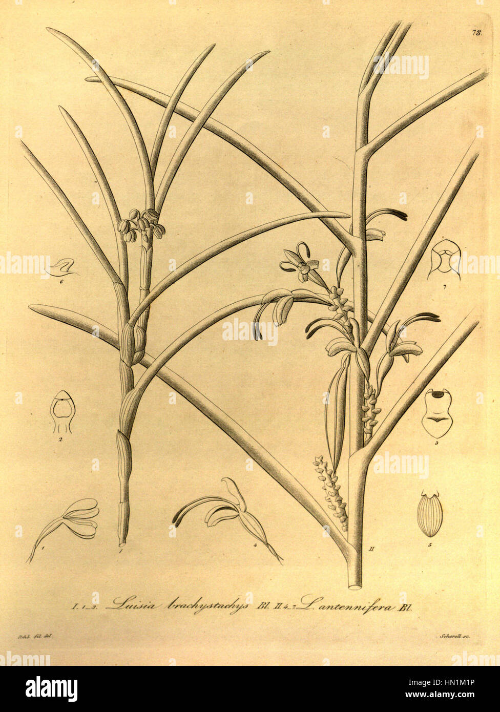 Luisia brachystachys - Luisia antennifera - Xenia 1-78 (1858) Stock Photo