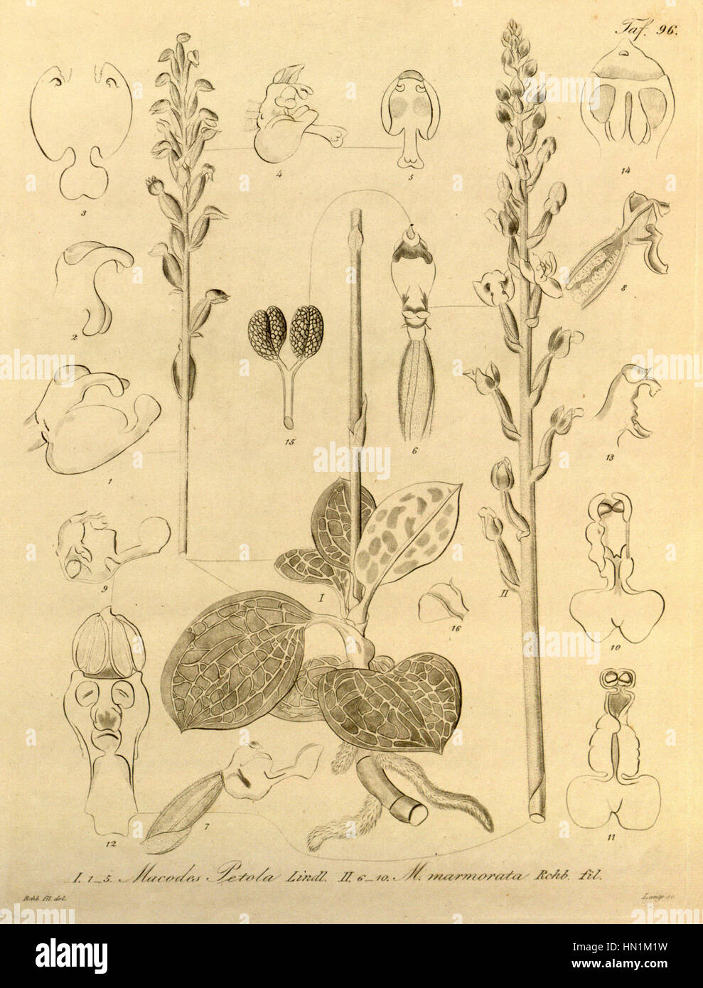 Macodes petola - Dossinia marmorata (as Macodes marmorata) - Xenia vol 1 pl 96 (1858) Stock Photo