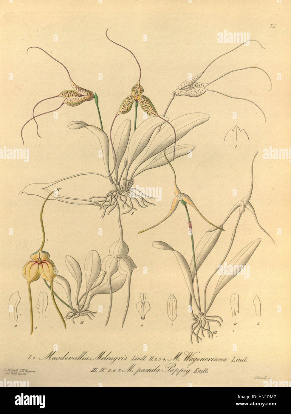 Masdevallia meleagris-Masdevallia wageneriana-Masdevallia pumila - Xenia 1-75 (1858) Stock Photo