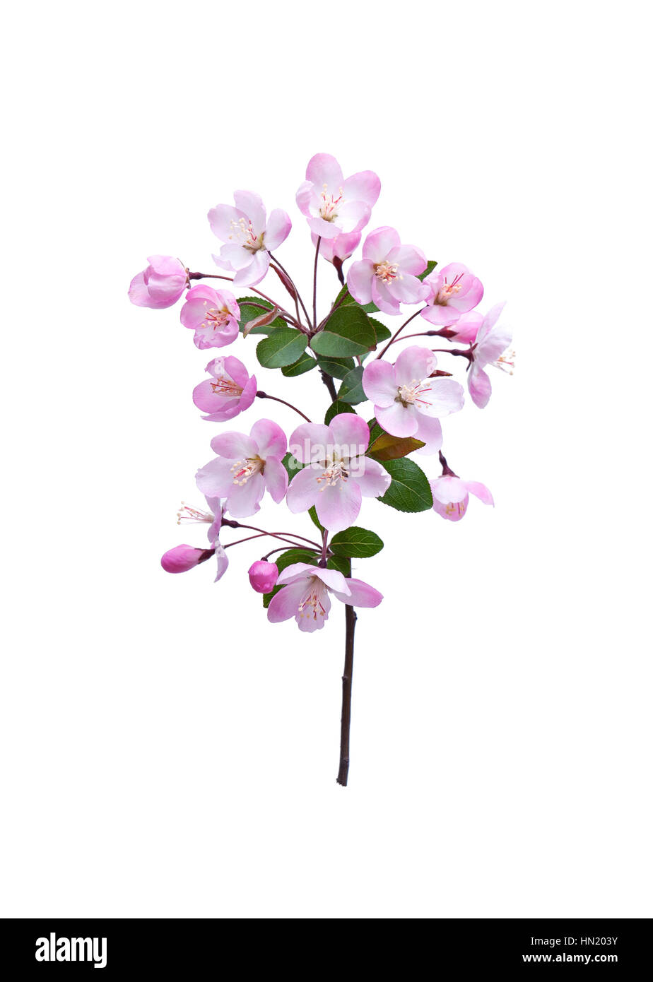 Blooming peach blossom in spring isolated on white background Stock ...