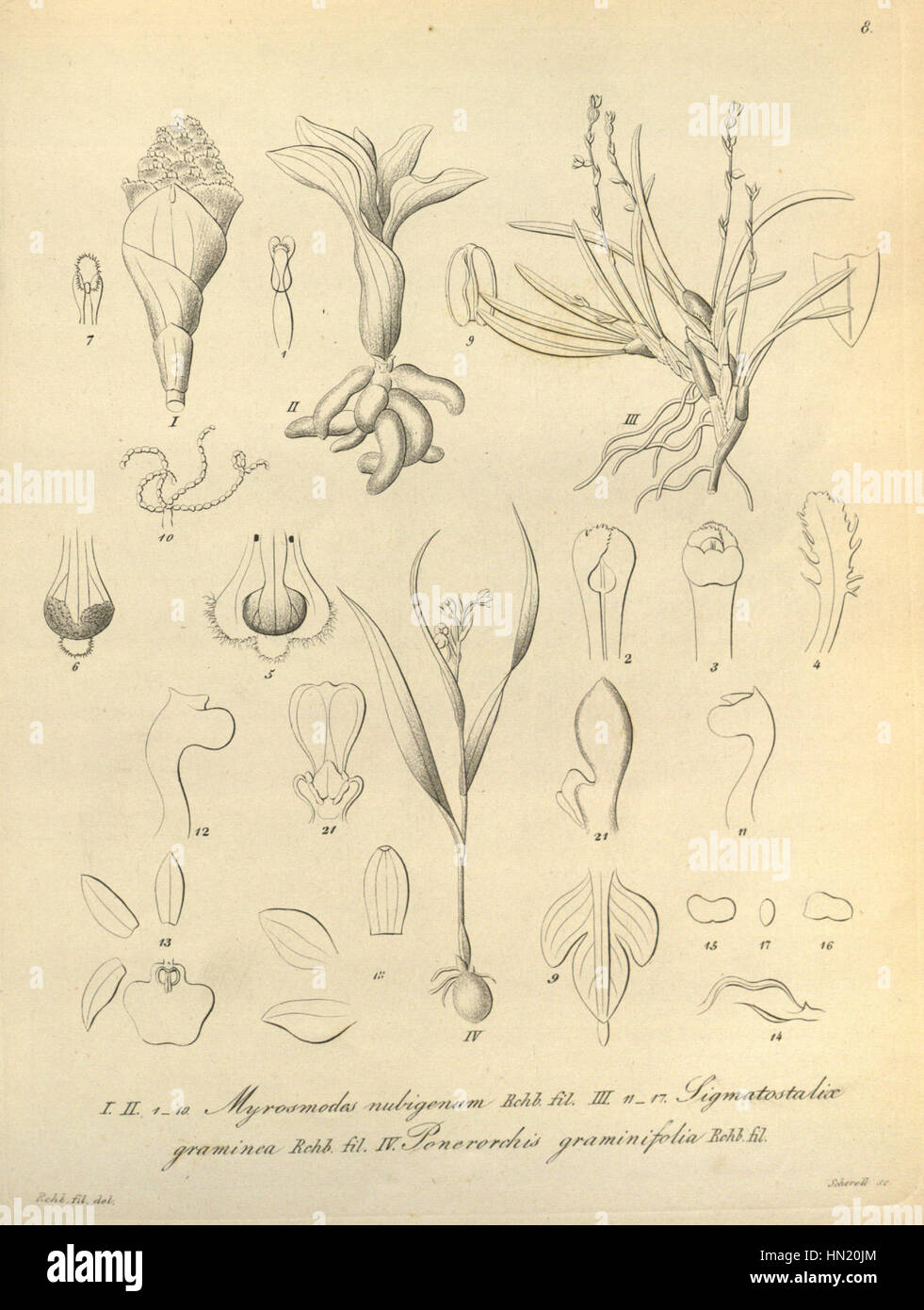 Myrosmodes nubigerum-Sigmatostalix graminea-Ponerorchis graminifolia - Xenia 1 fig 8 (1858) Stock Photo