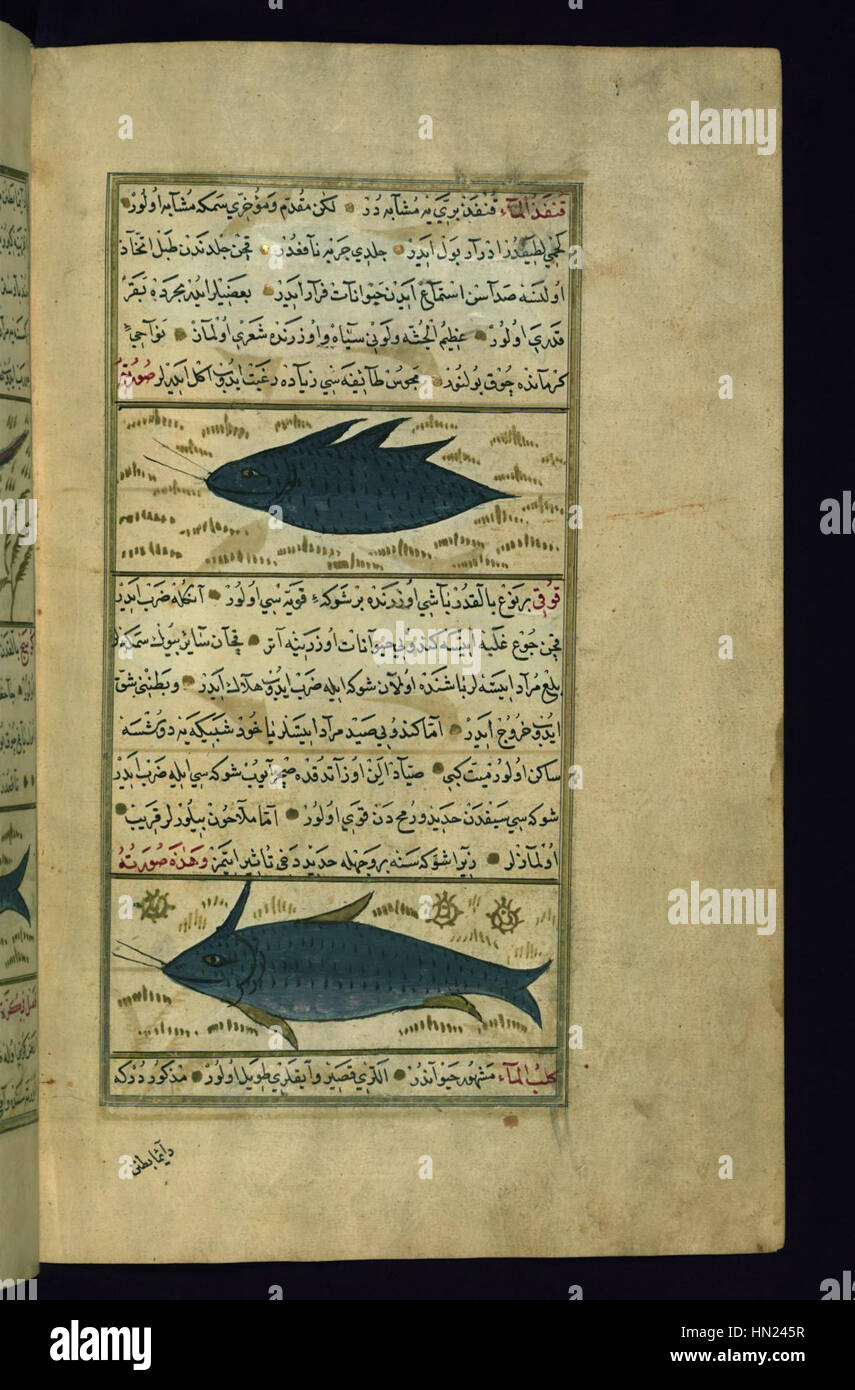 Muhammad Fish Muhammad ibn Muhammad Shakir Ruzmah-'i Nathani - Two Fish Called ...