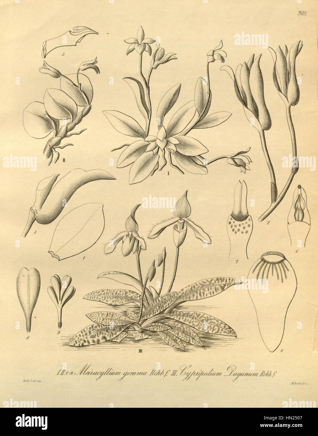 Meiracyllium gemma and Paphiopedilum dayanum (as Cypripedium dayanum) - Xenia 3-209 (1878) Stock Photo