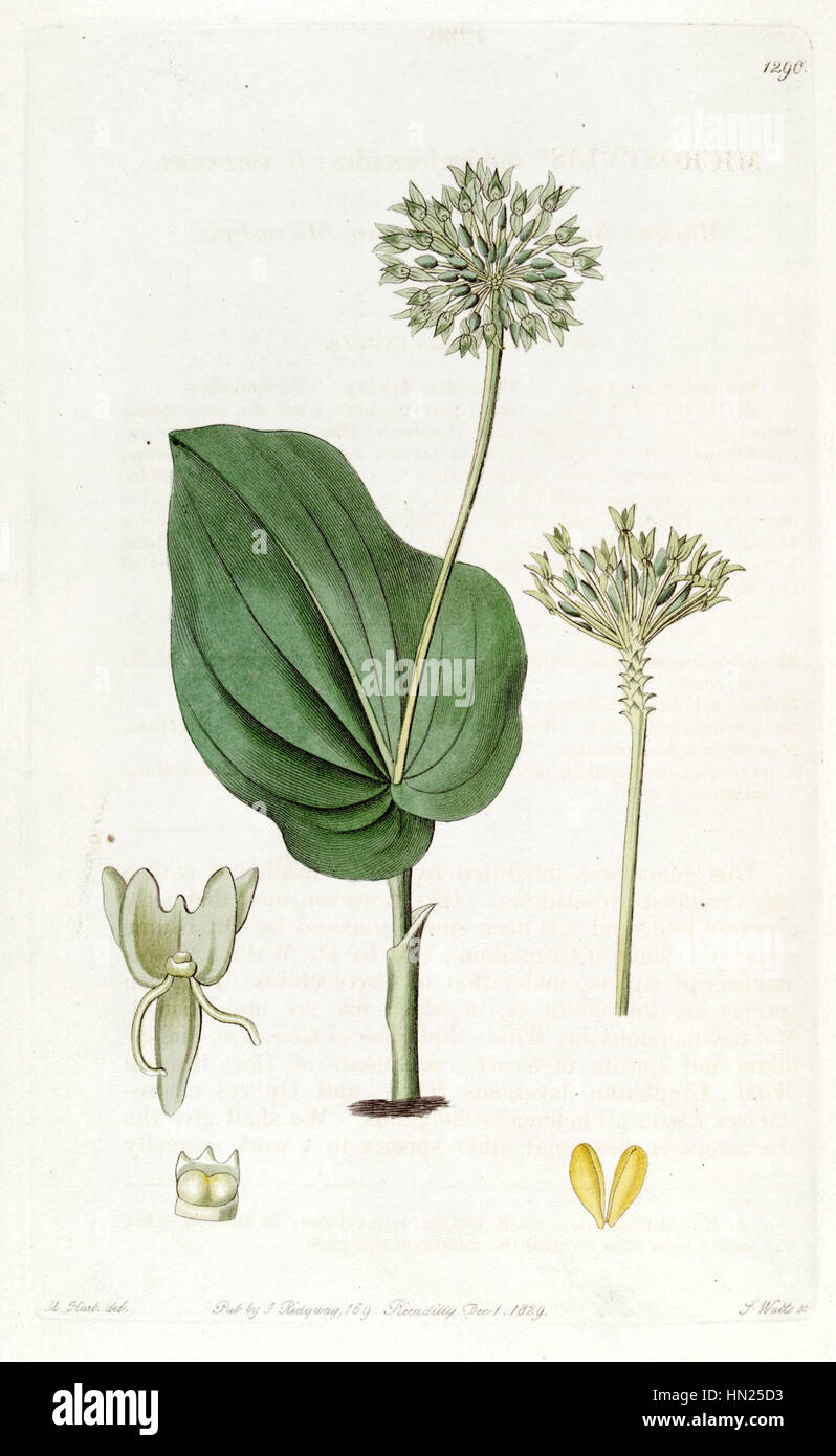 Malaxis unifolia (as Microstylis ophioglossoides) - Edwards vol 15 pl 1290 (1829) Stock Photo