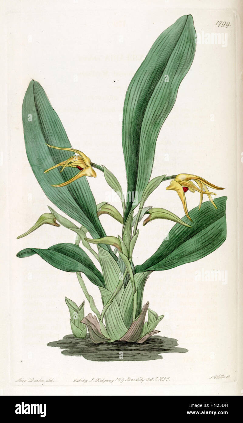 Maxillaria lindleyana (as Maxillaria crocea) - Edwards vol 21 pl 1799 (1836) Stock Photo