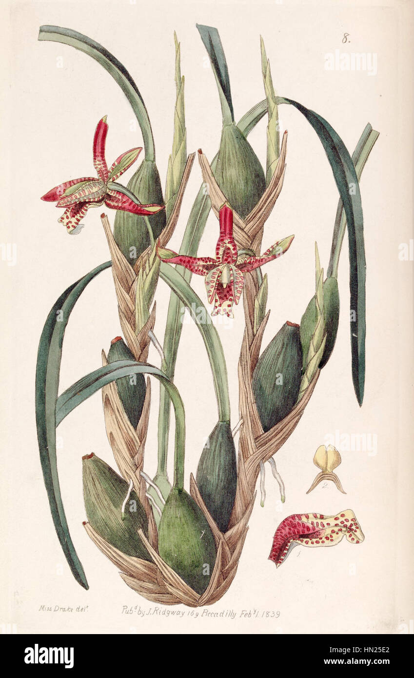 Maxillaria tenuifolia - Edwards vol 25 (NS 2) pl 8 (1839) Stock Photo