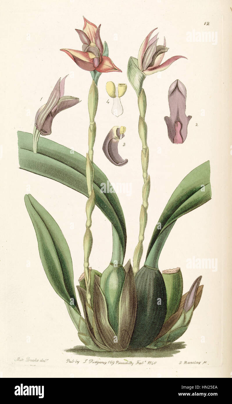 Maxillaria cucullata - Edwards vol 26 (NS 3) pl 12 (1840) Stock Photo
