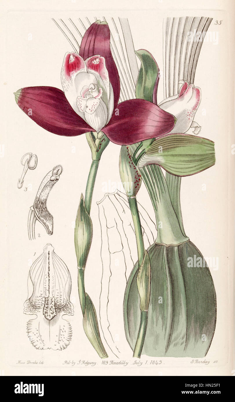 Lycaste macrophylla (as Lycaste plana) - Edwards vol 29 (NS 6) pl 35 (1843) Stock Photo