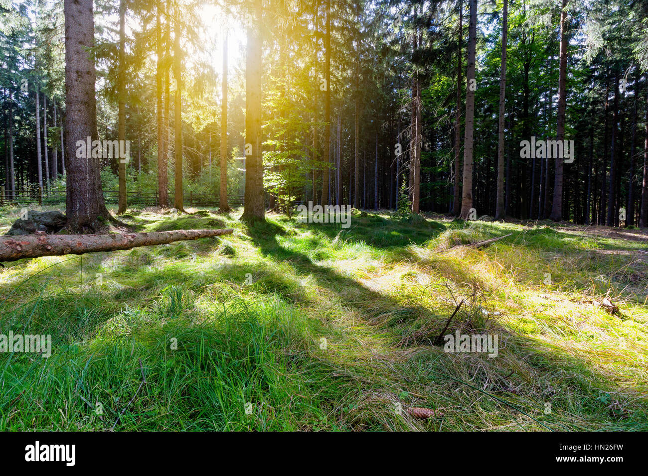 Sunlight in the green forest, spring time Stock Photo