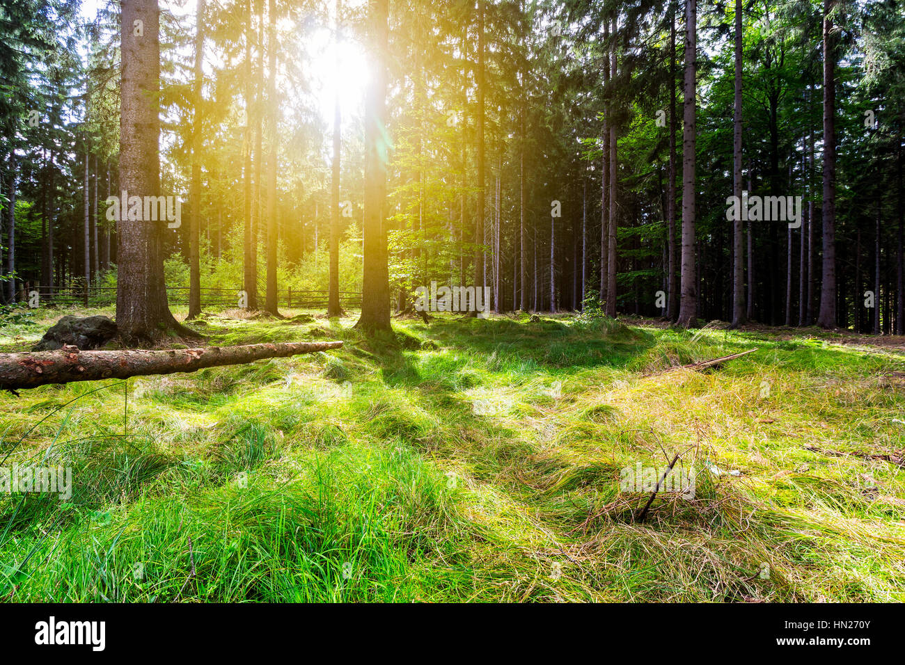 Sunlight in the green forest, spring time Stock Photo
