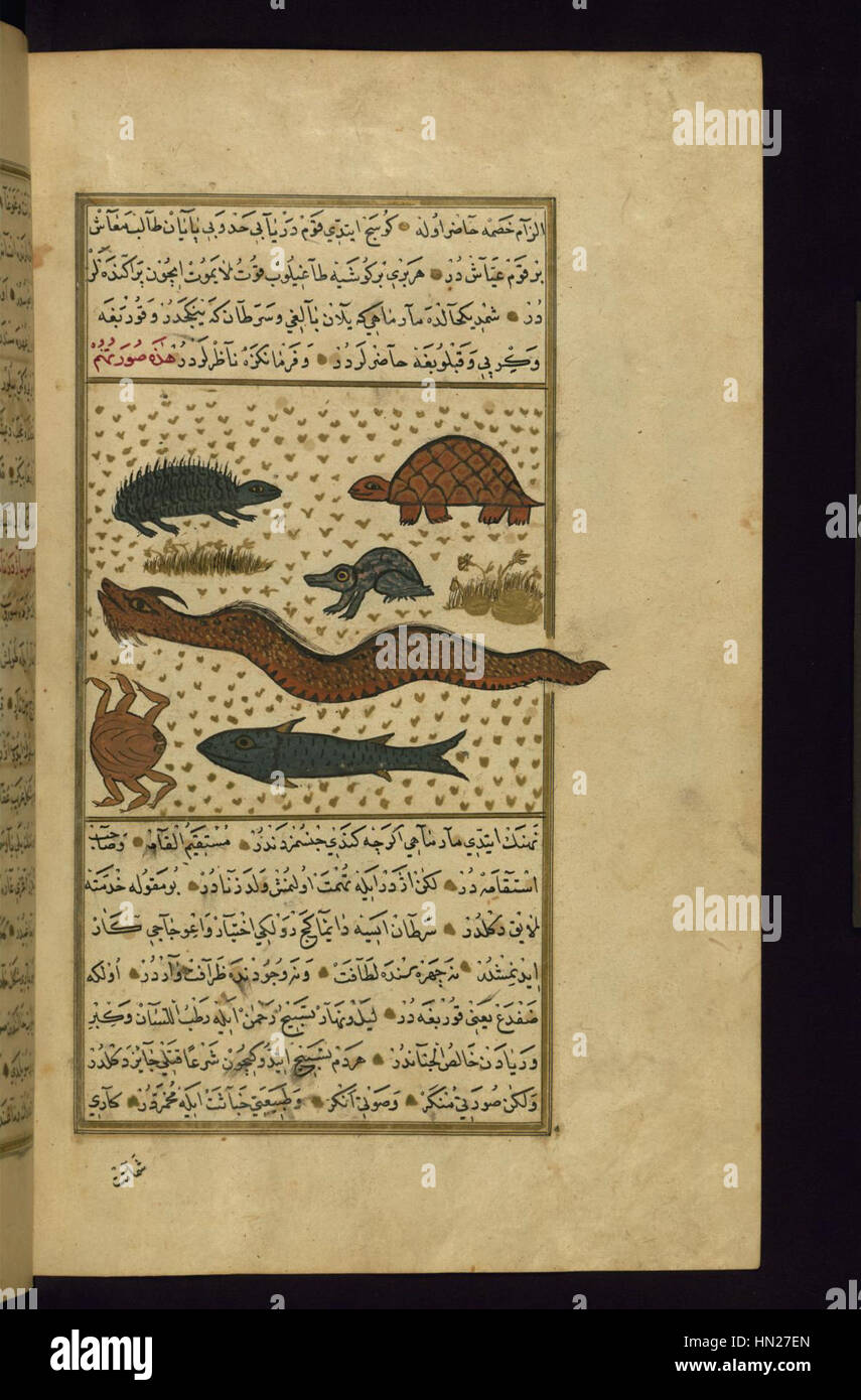 Muhammad ibn Muhammad Shakir Ruzmah-'i Nathani - An Eel, a Frog, a Turtle, and Other Animals - Walters W659272B - Full Page Stock Photo