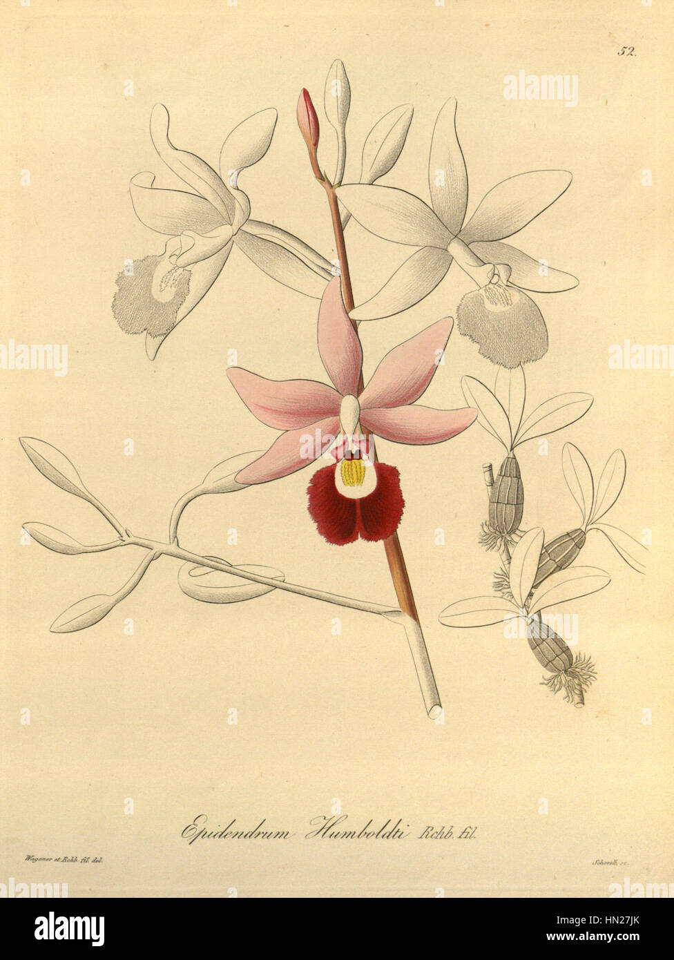 Myrmecophila humboldtii (as Epidendrum humboldtii) - Xenia vol 1 pl 52 (1858) Stock Photo