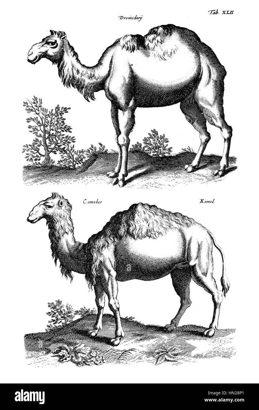 Merian Tiere 1650, Dromedar, Kamel Stock Photo Alamy