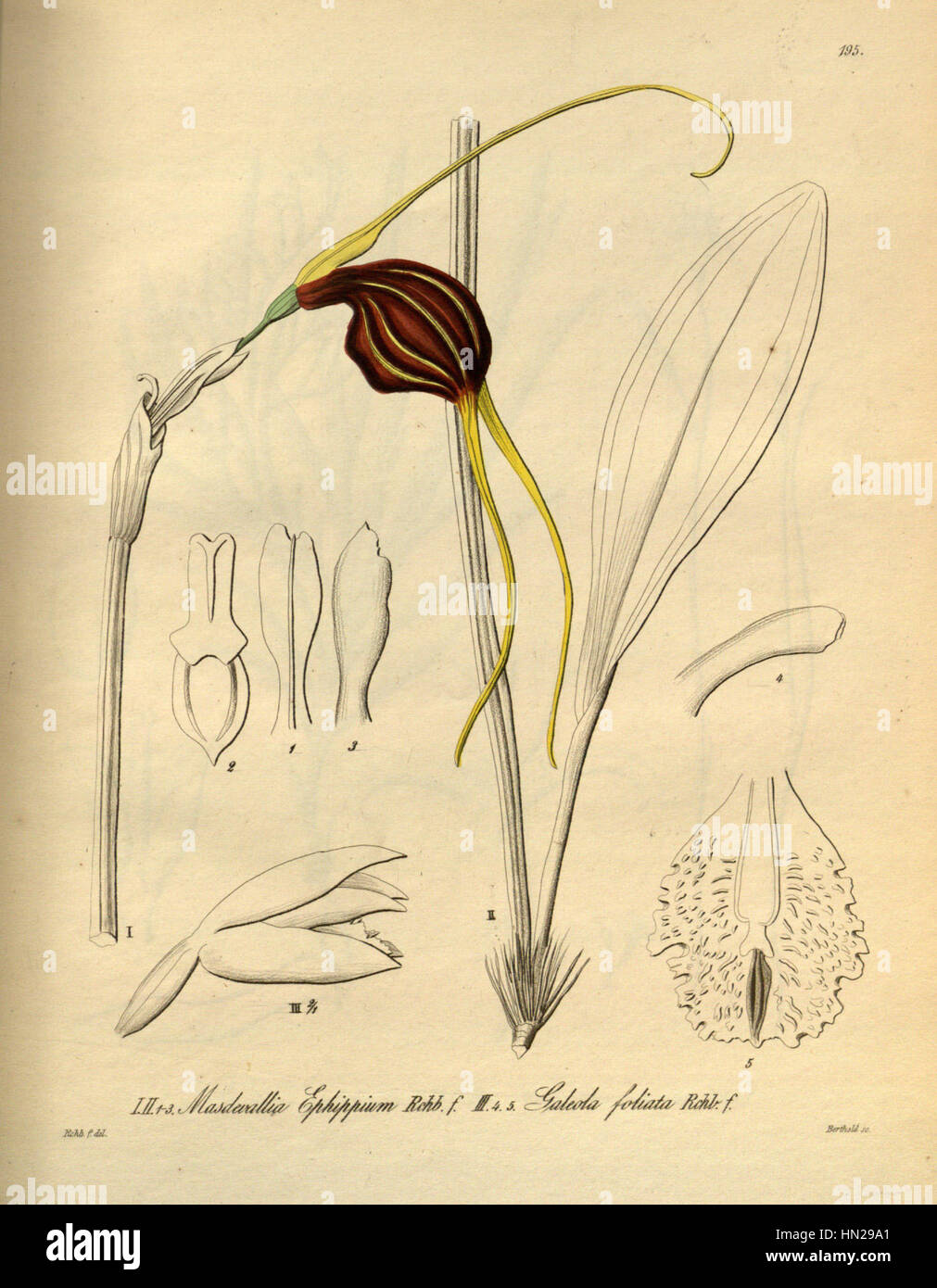 Masdevallia trochilus (as Masdevallia ephippium) - Pseudovanilla foliata (as Galeola foliata) - Xenia 2 pl 195 Stock Photo