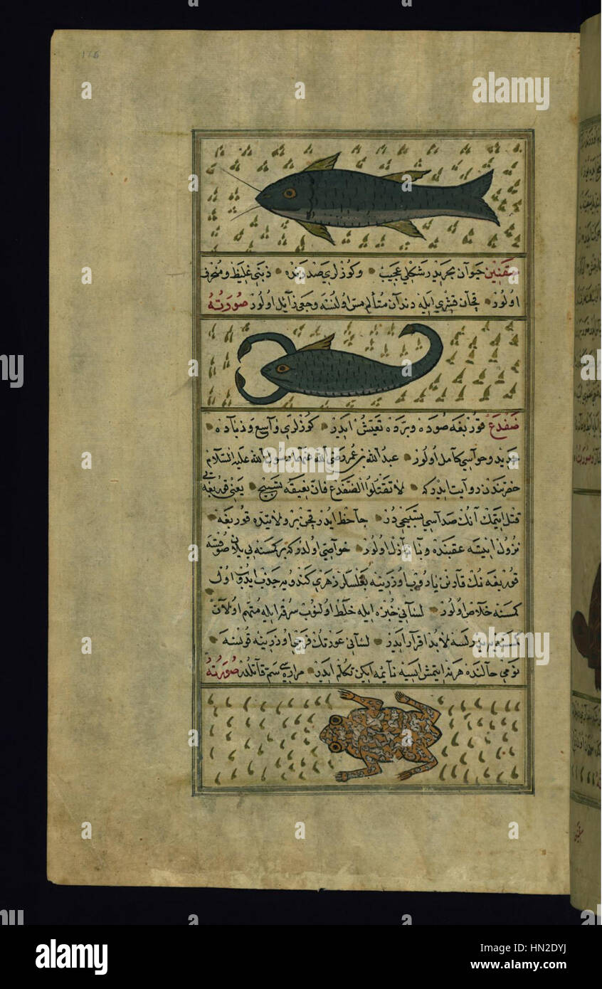 Muhammad ibn Muhammad Shakir Ruzmah-'i Nathani - Two Fish Called Sayut and Saqnin and a Frog - Walters W659176A - Full Page Stock Photo