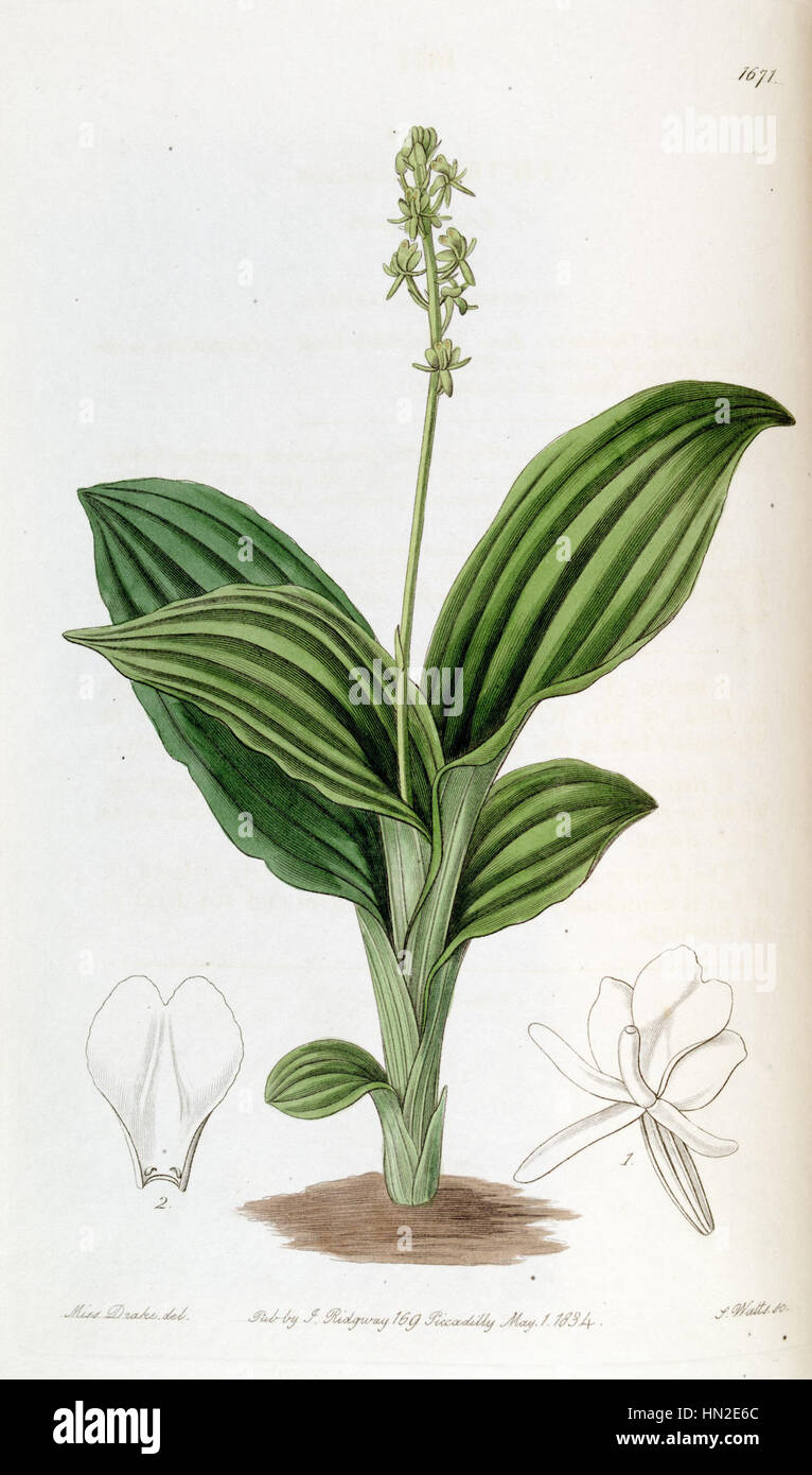 Liparis nervosa subsp. nervosa (as Liparis guineensis) -Edwards vol 20 pl 1671 (1835) Stock Photo