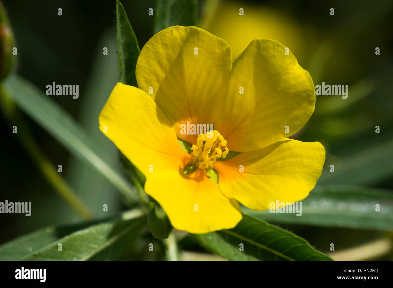 Creeping Water Primrose (Ludwigia peploides Stock Photo Alamy