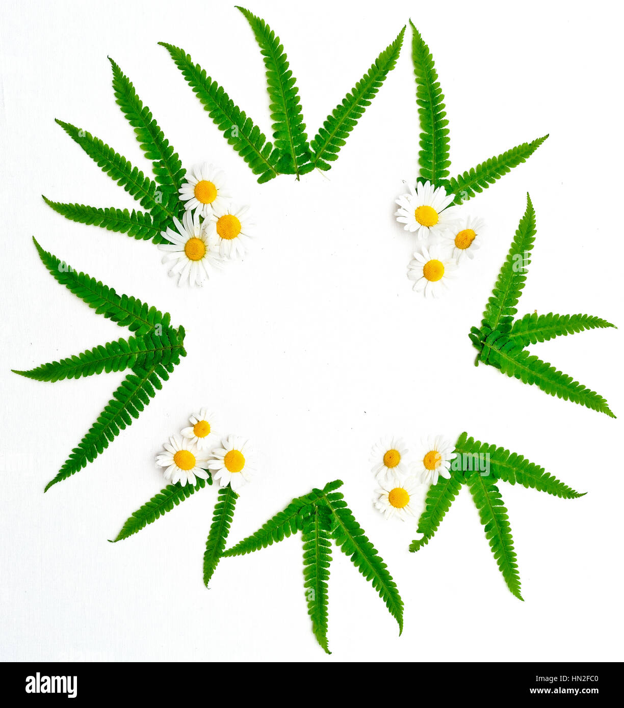 Wreath of chamomile and leaves of green fern on the white background. Flat lay. Stock Photo