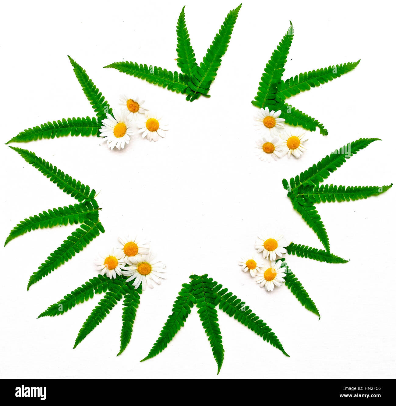 Wreath of chamomile and leaves of green fern on white background. Flat lay. Stock Photo