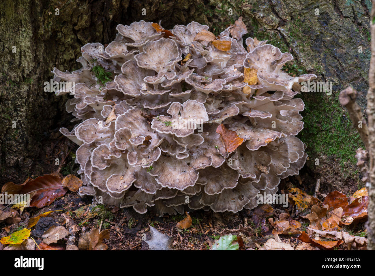 Hen of the Woods fungi (Grifola frondosa Stock Photo Alamy